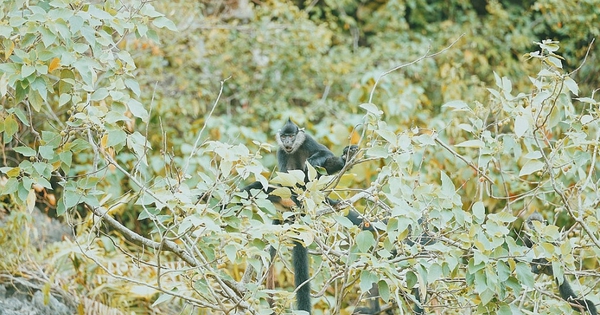 Việt Nam sở hữu “kho báu sống”: Quý hiếm bậc nhất thế giới, chuyên gia nước ngoài miệt mài săn tìm