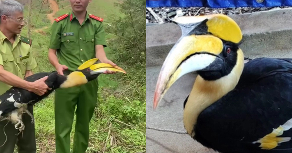 Chim lạ bay vào sân, người dân Nghệ An lập tức báo chính quyền - hóa ra là “báu vật” của rừng xanh