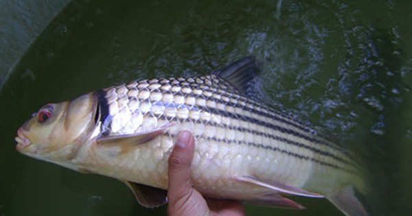 “Báu vật sông Mê Kông” từng được xem là “đặc sản trứ danh”: Đứng trước nguy cơ tuyệt chủng