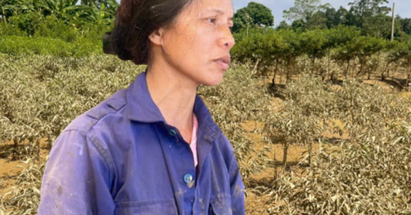 Nghìn gốc đào xác xơ sau lũ, dân Thái Nguyên chết lặng khi 2 năm liền trắng tay