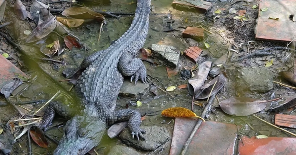 Nam thanh niên ở Khánh Hòa bị cá sấu tấn công khi đi câu cá