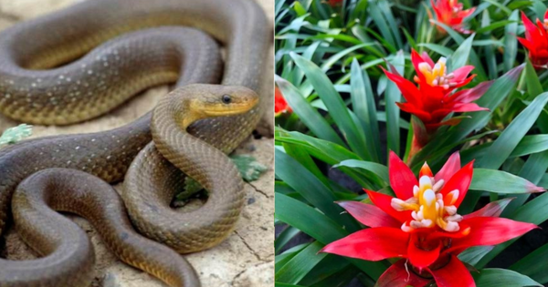 3 cây vừa trấn trạch vừa đuổi rắn: Nhà giàu thích trồng