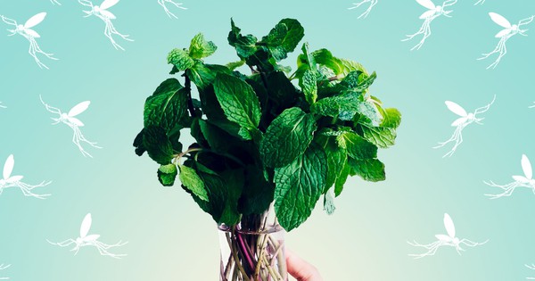 6 mùi hương mà muỗi “khiếp sợ”: Việt Nam có tất cả