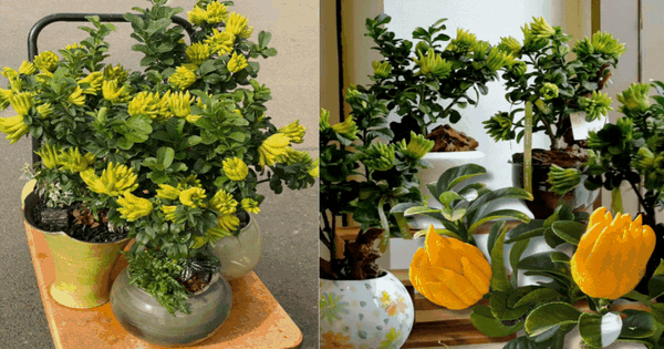 Gừng bonsai đã hot, chị em còn đang săn lùng cây "Thần Tài" phật thủ bonsai đón Tết Nguyên đán 2026: Vừa thơm sang chảnh lại hút trọn phúc khí!