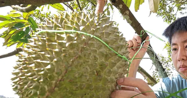 Sầu riêng sẽ trở thành "quốc quả" của Malaysia?