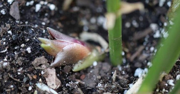 Loại rau mọc hoang ở rừng nhưng được coi là "nhân sâm châu Á"