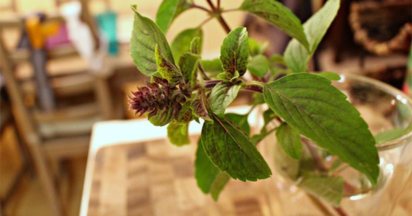 3 loại cây đuổi muỗi, lọc không khí hiệu quả cực dễ trồng