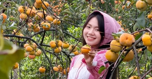 Mộc Châu mùa hồng chín, ai đến cũng ngẩn ngơ