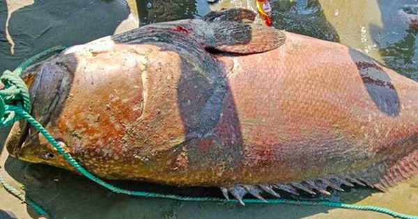 Ngư dân bắt được con cá khổng lồ nặng 194kg trên biển