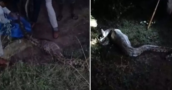 Bắt được con trăn khổng lồ dài 3,7 mét, nặng 50kg