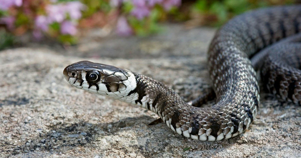 5 sai lầm khiến rắn muốn "ghé thăm" ngôi nhà của bạn và cách ngăn chặn