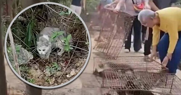 Thả 400 con mèo "phóng sinh" gây phẫn nộ ở Trung Quốc