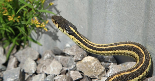 5 con đường rắn bò vào nhà mà bạn có thể không ngờ tới