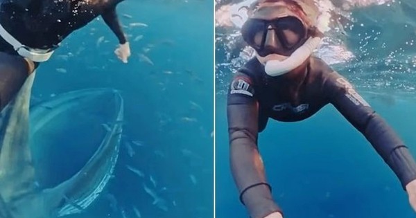 "Thủy quái" khổng lồ bất ngờ lao đến dưới biển sâu: Thợ lặn suýt bị nuốt chửng trong tích tắc