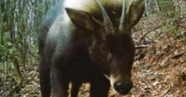 Loài vật quý hiếm bậc nhất hành tinh bất ngờ tái xuất sau 500.000 năm tuyệt tích