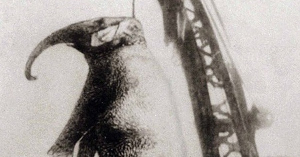 Con voi bất hạnh nhất lịch sử