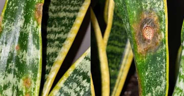 Tôi khuyên bạn đừng trồng cây lưỡi hổ trong nhà nữa: Bốn lý do khiến ai giữ cũng hối hận