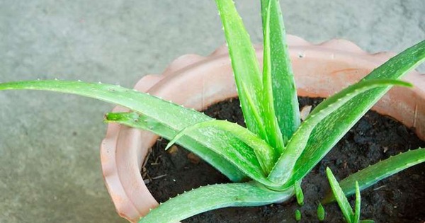 7 cây NASA khuyên trồng