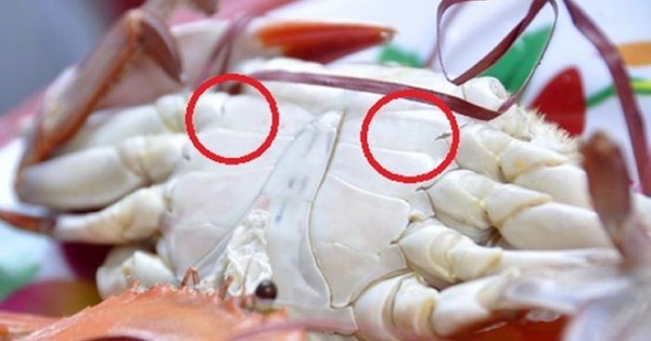 Ghẹ đỏ - ghẹ xanh khác gì nhau? Đi chợ phải nhớ 3 mẹo này để chọn hàng chất lượng