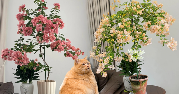 Tết 2026 có nên tậu một chậu hoa giấy bonsai về chưng nhà? Câu trả lời khiến ai yêu cây cũng “xiêu lòng”