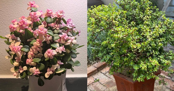 Tôi buộc phải bỏ cây ngọc bích đã trồng suốt 8 năm: Bốn lý do khiến “cây tài lộc” trở thành gánh nặng trong nhà