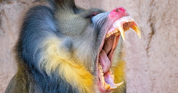 Loài khỉ lớn nhất thế giới: Những 'gã khổng lồ' lang thang theo đàn hơn 800 con trong rừng Gabon