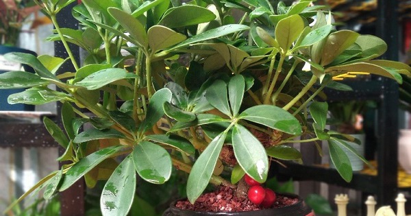 Loài cây "dễ chiều" hơn kim tiền 100 lần, trồng đâu xanh đó, tài lộc kéo vào nhà