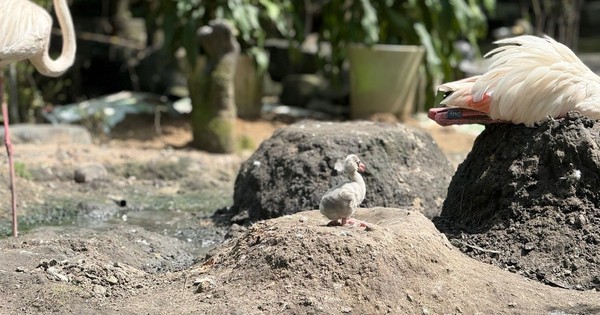 Những 'bé' thú quý hiếm chào đời ở Thảo Cầm Viên Sài Gòn