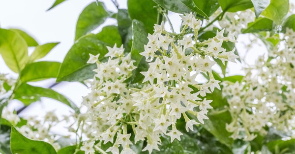 7 cây cảnh đẹp nhưng dễ dụ rắn đến nhà, nếu trồng phải đặc biệt lưu ý