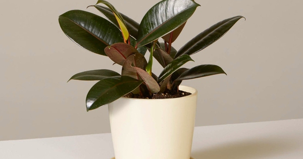 Top 5 loại cây “đuổi” bụi mịn độc hại trong nhà