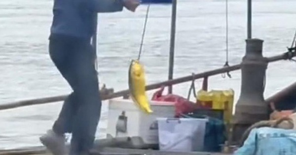 Người đàn ông câu được con cá vàng trị giá 74 triệu đồng trên biển