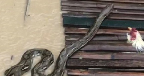 Người dân sốc nặng khi thấy cảnh tượng đáng sợ trong dòng nước lũ