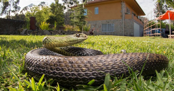 Dấu hiệu cho thấy rắn đã bò vào nhà