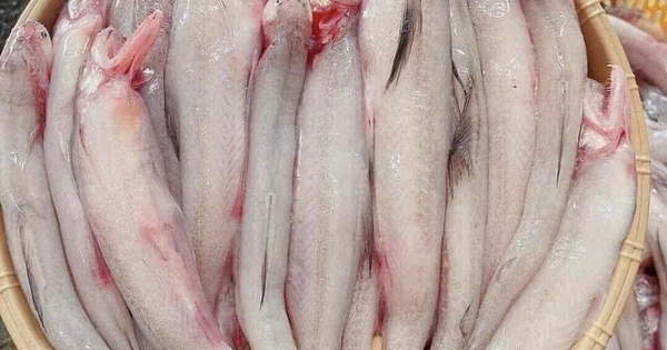This type of fish has soft flesh like porridge, melts when it meets water, gourmets immediately buy it when they see it