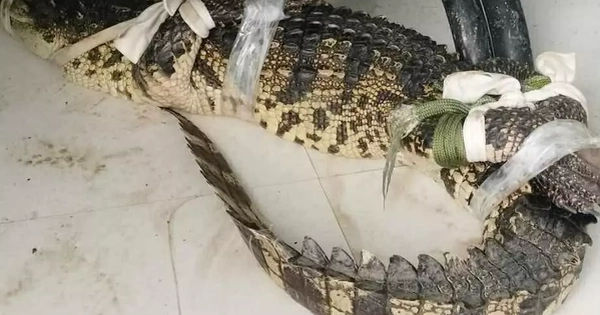 People rounded up a crocodile nearly one meter long in a wasteland in Ca Mau