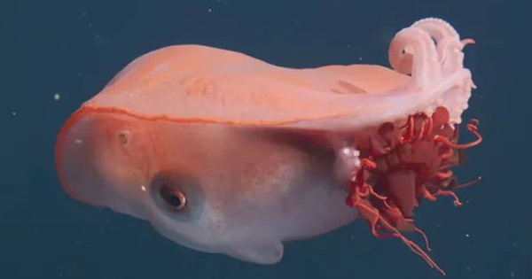 Sinh vật biển sâu khổng lồ "đáng sợ mà kỳ diệu" tái xuất