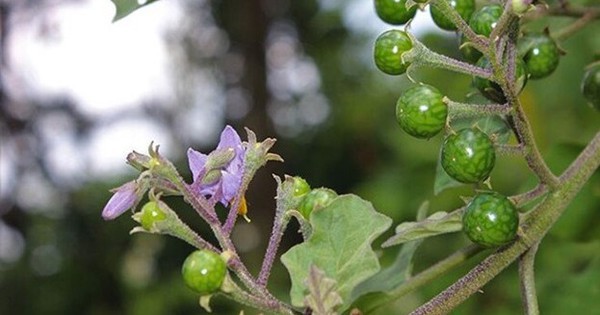 Loại quả mọc dại có vị đắng đặc trưng nay thành đặc sản, đặc biệt ngon khi nấu cùng thịt ba chỉ