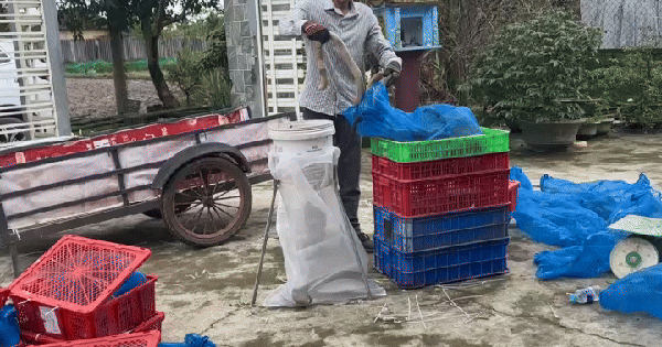 NÓNG: Tạm giữ 676 con rắn hổ mang, nặng gần 1.000 kg ở Quảng Trị
