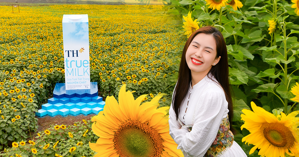 Chuyến đi để "sống chậm" giữa mùa hoa hướng dương đẹp nhất