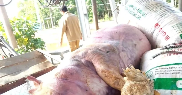 Khởi tố 7 bị can đào xác heo bệnh, mang sơ chế bán ra thị trường