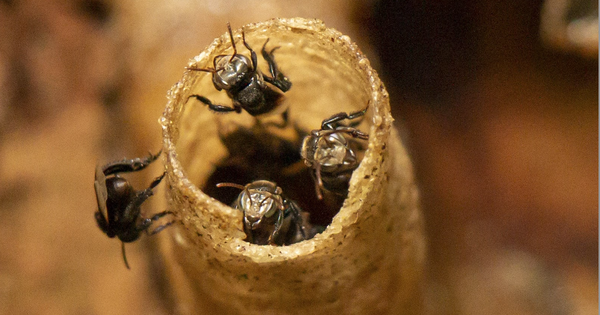 Giải mã "kho báu" của loài ong ở Tây Nguyên: Phát hiện hợp chất quý chưa từng công bố
