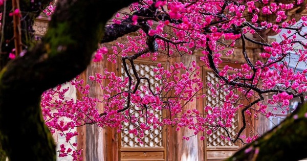 Chỉ cần 4 cây này còn xanh trong nhà: Công danh vượng phát, con cháu dễ thành tài