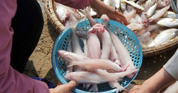 Loại cá da trơn, không có vảy, ít xương, nhiều ở vùng Thanh Hóa, Nghệ An, Hà Tĩnh: Nhiều chất mà lại rẻ