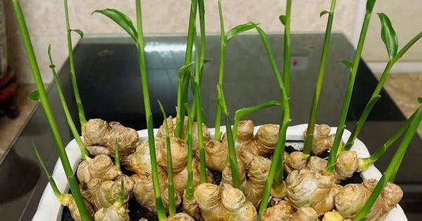 3 loại cây nên trồng vào năm 2026: Vừa làm thuốc quý vừa hút sinh khí, tài lộc vào nhà