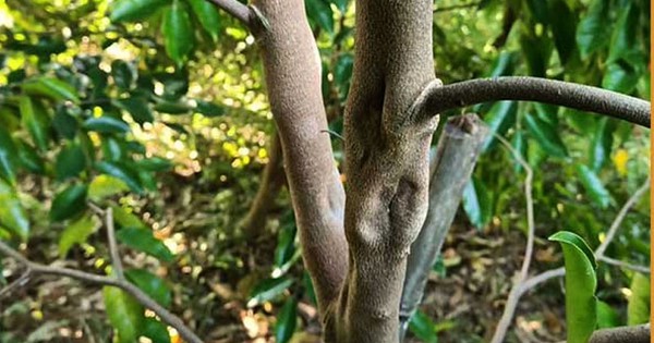 Loại cây của Trung Quốc phát triển tốt tại Việt Nam, được ví là ‘vàng lỏng lộ thiên’, nhiều nước bao mua