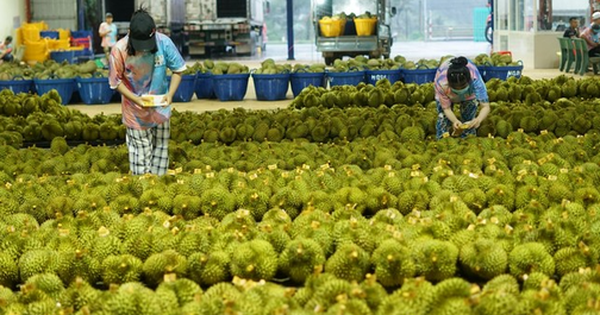Thêm một đối thủ của sầu riêng Việt Nam và Thái Lan gia nhập Trung Quốc: Sẽ xuất khẩu đông lạnh kể từ cuối năm, phí vận chuyển bằng 1 nửa so với sang Thái Lan