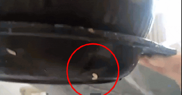 Giòi bò lúc nhúc trên đĩa quán ăn ở Hà Nội, khách lập tức đứng dậy đi về