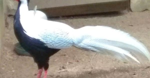 Thả 10 cá thể động vật hoang dã quý hiếm, "lông trắng như tuyết" về rừng Cúc Phương