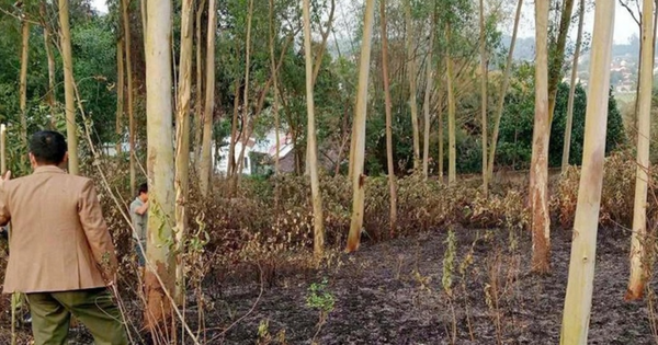 Nghệ An: Phát hiện người phụ nữ tử vong trong đám cháy đồi bạch đàn