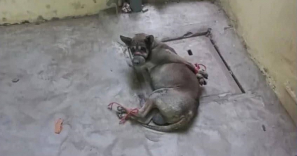 Sau vụ việc hành hạ chú chó ở Hải Phòng: Nhân viên bảo vệ xin nghỉ việc, cô giáo Bí thư Đoàn từ chức